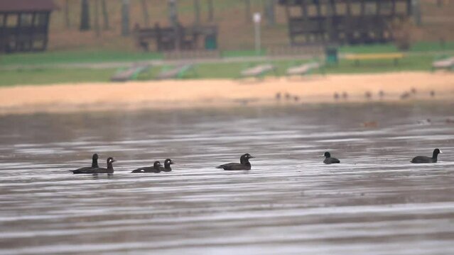A flock of velvet scoter swims in a pond. Slow motion (120fps). The velvet scoter (Melanitta fusca), also called a velvet duck, is a large sea duck.
