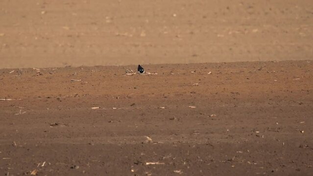 The lapwing takes off from the ground and flies through the sky. Slow Motion (120 fps). The northern lapwing (Vanellus vanellus), also known as the peewit or pewit, tuit or tewit