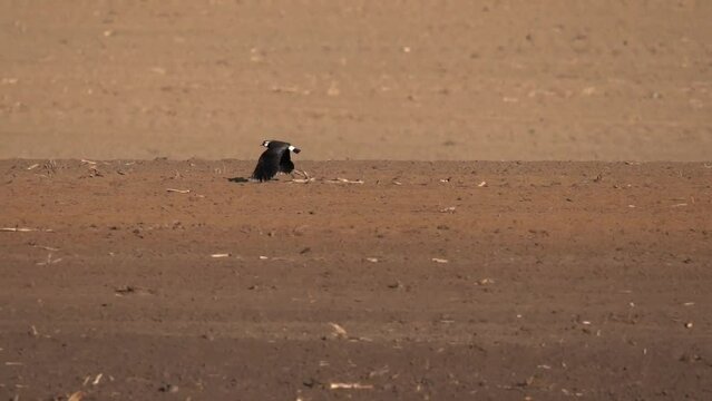 The lapwing has made a nest in a plowed field and is incubating its eggs. Slow Motion (120 fps). The northern lapwing (Vanellus vanellus), also known as the peewit or pewit, tuit or tewit.