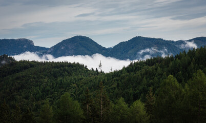 Pine tree in misty fog, alps mountain valley. Austria landscape background