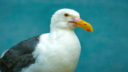 portrait of a seagull