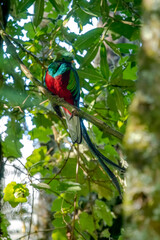 Pharomachrus mocinno is an animal species belonging to the genus Pharomachrus. Küesal.