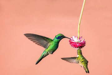 The fiery-throated hummingbird is a species of hummingbird in the Lampornithini "mountain jewels" tribe in the subfamily Trochilinae. It is found in Costa Rica and Panama.