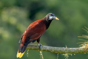 Montezuma oropendola is a New World tropical icterid bird.