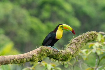 The chestnut-jawed toucan or Swainson's toucan is a subspecies of the yellow-throated toucan that breeds from eastern Honduras to northern Colombia and western Ecuador.