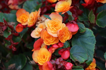 Sweden. Begonia is a genus of perennial flowering plants in the family Begoniaceae. The genus contains more than 2,000 different plant species. 