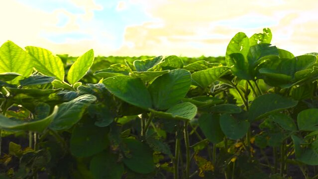 CLOSE-UP OF SOY AT SUNSET. THE SUN BREAKS THROUGH SOY LEAVES
