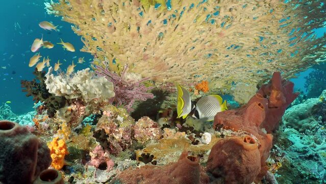  A seascape with beautiful disk shaped tropical fish Panda Butterflyfish (Chaetodon adiergastos) schooling at the bottom of the sea