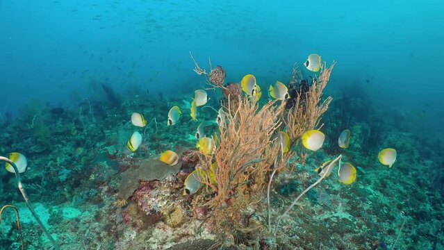  A seascape with beautiful disk shaped tropical fish Panda Butterflyfish (Chaetodon adiergastos) schooling at the bottom of the sea