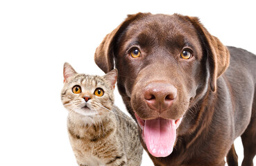 Portrait of adorable curious labrador and cat scottish straight, closeup, isolated on a white background