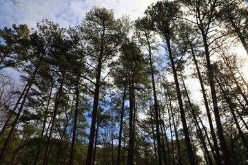Fototapeta premium Tall tree cover 
