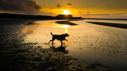 dog at sunset