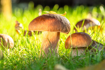 Porcini mushrooms between fresh green grass in the sunny forest. Close-up.