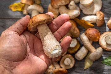 Porcini in male hand close up and fresh harvest of porcini mushrooms on table at the background.