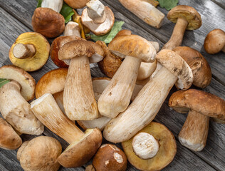 Fresh harvest of porcini mushrooms on wooden table. Lucky result of mushroom picking.