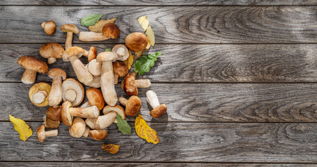 Fresh harvest of porcini mushrooms on wooden table. Lucky result of mushroom picking. - obrazy, fototapety, plakaty