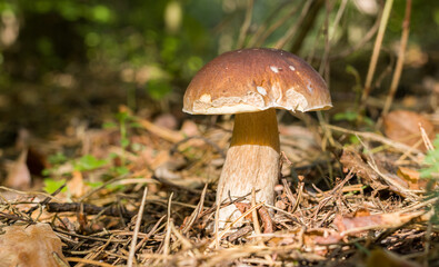 Porcini mushrooms among fallen leaves in the forest. Close-up.