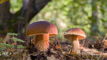 Porcini mushrooms among fallen leaves in the forest. Close-up.