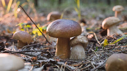 Porcini mushrooms among fallen leaves in the forest. Close-up.
