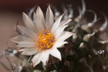 Flowering cactus Turbinicarpus flaviflorus, macro shot