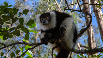 black and white lemur