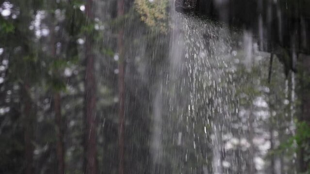 Heavy rain on the background of a spruce forest. Slow-motion footage.