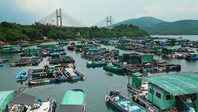 Aerial over the fishing boats and rafts of the fish farms on Ma Wan island, Hong Kong, China. In the background can be seen the Kap Shui Mun Bridge. Drone low dolly forward shot