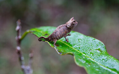 Brookesia chameleon