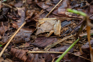 Madagascar jumping frog