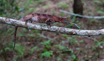 Elephant ear chameleon in Madagascar