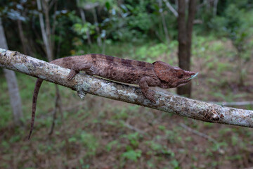 Elephant ear chameleon
