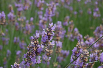 field of lavender