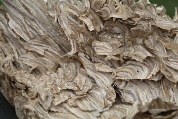 outside of a dismantled wasp nest with an abstract view of a wavy pattern in a papery texture