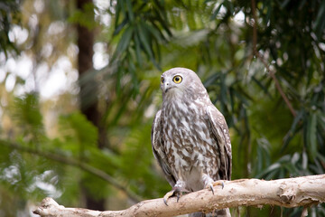 The barking owl has bright yellow eyes and no facial-disc. Upperparts are brown or greyish-brown, and the white breast is vertically streaked with brown