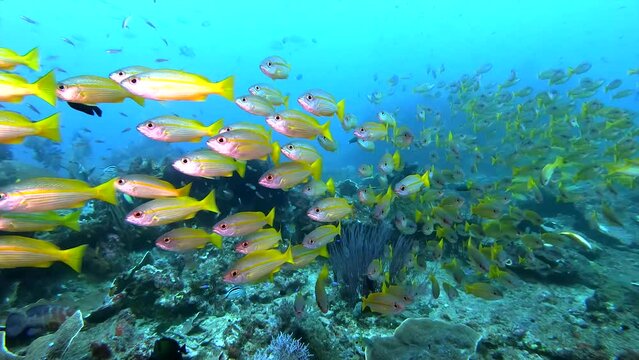  A beautiful coral fish schooling in the sea in crystal clear water