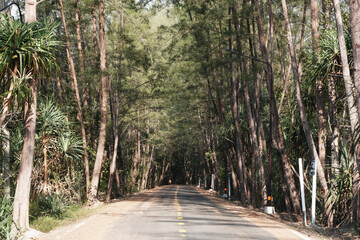 Obraz premium Landscape nature of Tunnel Pine Tree on the Road in Sun Beach - unseen thailand beach in Trang Thailand - Travel outdoor adventure near yong ling beach 