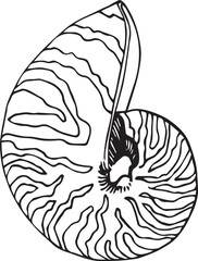 Object fn a marine, tropical theme. Sea shell hand drawn illustration vector. Isolated. For decoration and design.