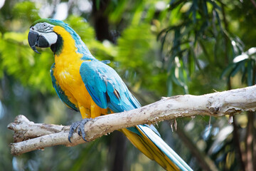 the Back and upper tail feathers of the blue and gold macaw are brilliant blue; 