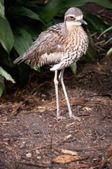 The bush stone curlew has grey-brown feathers with black streaks, a white forehead and eyebrows, a broad, dark-brown eye stripe and golden eyes