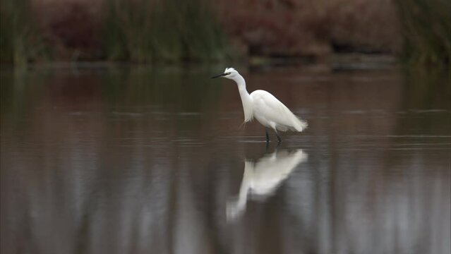 A Little Egret walking in the water looking for food