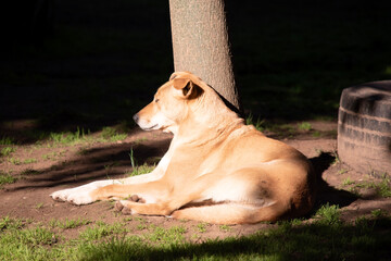 the dingo is an Australian wild dog