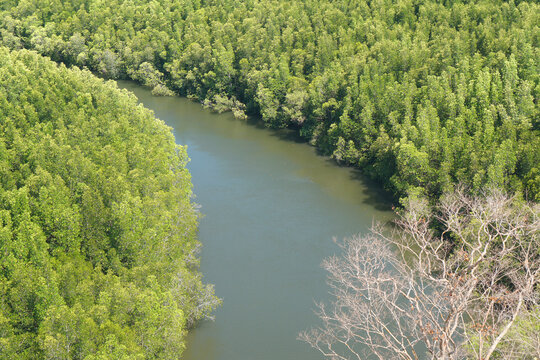 Landscape green nature of Ta Pe Canal with mangrove and lime stone mountain - unseen thailand from Horizon Views 360&deg;   ฺBan Nam Rap or Khao jom Pa in Trang Thailand - Travel outdoor adventure 