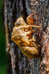 Cicada Shell