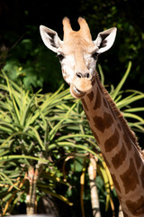 Naklejka na ściany i meble The giraffe is the tallest of all mammals. The legs and neck are extremely long. The giraffe has a short body, a tufted tail, a short mane, and short skin-covered horns.