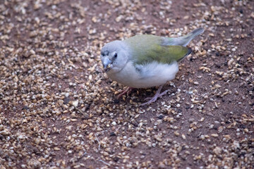 the young gouldian finch does not have its adult feathers yet