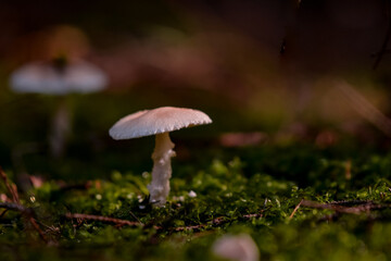 A beautiful mushroom grown on the ground in the fertile forest soil in the autumn season. Fantastic fungus in the morning
