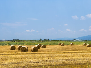 Bales of hay in an agricultural field after harvesting that can be used as fuel or for animal feed , food crisis concept