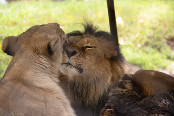 Being smaller and lighter than males, lionesses are more agile and faster. During hunting, smaller females chase the prey toward the center of the hunting group