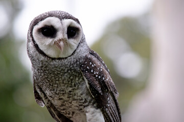 The lesser sooty owl is a dark sooty-grey in color, with large eyes in a grey face, fine white spotting above and below, and a pale belly.