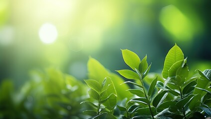 Closeup of fresh green leaves on blurred nature background with sunlight.